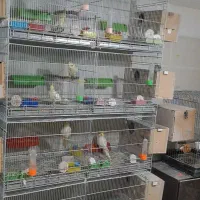 قفس ۸ خان پژاوند تکمیل و بوجاری ارزن