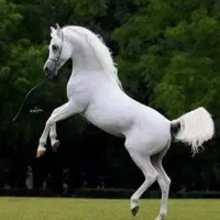 خرید فروش اسب مادیون پالونی یا باری