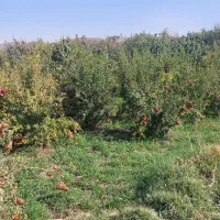 باغی-حدودا-1000-متری-بهتری-نقطه-روستای-زواریان