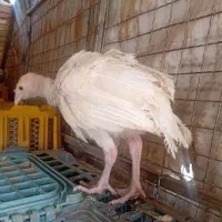 جوجه بوقلمون ۳۳ روزه ارسال رایگان|حیوانات مزرعه|مشهد, میان ولایت|دیوار