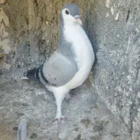 جوجه ساده سبز|پرنده|تربت‌حیدریه, یحیی آباد|دیوار