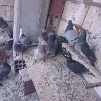 ی دسته آلمانی 19تای یزید