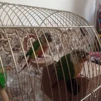 طوطی گرینچیک رام|پرنده|سنندج, |دیوار