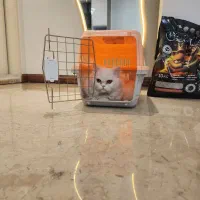 گربه پرشین|گربه|قائم‌شهر, |دیوار