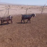 بز دورگه خوب
