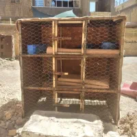 قفس مرغ وخروس وانواع پرنده