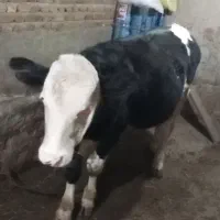 گوساله نر یازده ماهه ۱۵۵ میلیون