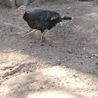 بوقلمون ماده تخمی|حیوانات مزرعه|بم, |دیوار