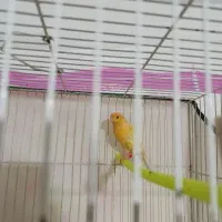 قناری|پرنده|تربت جام, تیپ ۳۸ زرهی تربت جام|دیوار