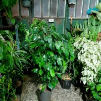 گل های آپارتمانی|گل و گیاه طبیعی|شیراز, شیخ روزبهان|دیوار