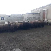 فروش 50 عدد میش غزل نقدی یا معاوضه با سواری|حیوانات مزرعه|شاهینشهر, فردوسی|دیوار