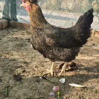 مرغ و خروس فروشی|حیوانات مزرعه|پاکدشت, پاکدشت (مامازند)|دیوار