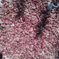 گردو ماش نخود