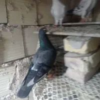 فروش کبوتر