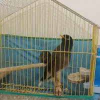 مرغ مینا