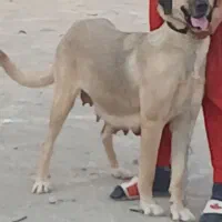 سگ ماده سرابی|سگ|شهریار, شهرک شاهد|دیوار