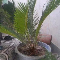 گل اپارتمانی|گل و گیاه طبیعی|خمینیشهر, |دیوار