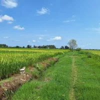 2800-متر-شالیزار-سند-تک-برگ-مسیر-لشت-نشا-خشکبیجار
