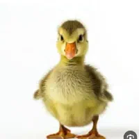 جوجه غاز