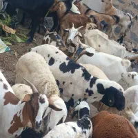کهر گیسه بز خود بندرعباس با قصابی رایگان|حیوانات مزرعه|بندرعباس, |دیوار