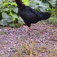 مرغ لاری اصیل|حیوانات مزرعه|رشت, کوی عرفان|دیوار