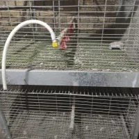 قفس جوجه مرغ و بلدرچین|لوازم جانبی حیوانات|الیگودرز, |دیوار