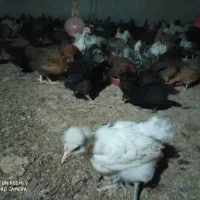 جوجه مرغ و خروس محلی تمام پاسیاه|حیوانات مزرعه|شیراز, رکنآباد|دیوار