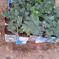 فروش نهال انجیر صدویک(خوداستهبان)|خدمات باغبانی و درختکاری|رونیز, |دیوار