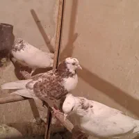 کبوتر|پرنده|قم, باجک دو|دیوار