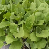 نشا بادمجان