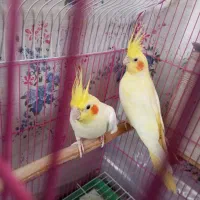 عروس هلندی|پرنده|سهند, |دیوار