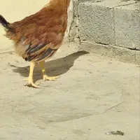 خروس گلین لری|حیوانات مزرعه|شاهین‌شهر, حاجی آباد|دیوار