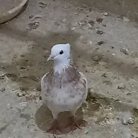 کبوتر طوقی|پرنده|عسلویه, |دیوار