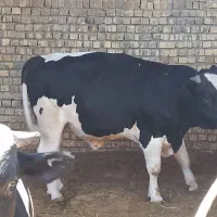 گوساله چاق|حیوانات مزرعه|قم, پردیسان|دیوار