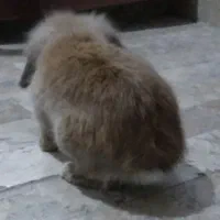 خرگوش بامزه|موش و خرگوش|مشهد, قائم|دیوار