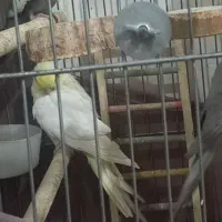 جفت عروس هلندی به همراه قفس و وسایل|پرنده|تهران, تختی|دیوار