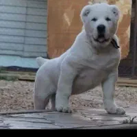 ماده البای بزرگترین ماده داخل ایران|سگ|ورامین, جعفر آباد اخوان|دیوار