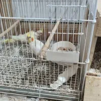 دو جفت عروس هلندی لوتینو