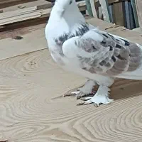 کفتر. کبوتر هما سرور  کاکلی پاچکمه|پرنده|بهارستان, |دیوار