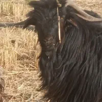 بز نر