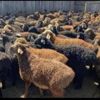 گوسفند زنده نژاد مغان افشار مهربان و سنگسر