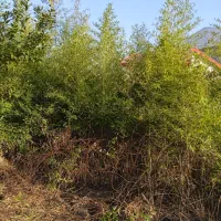 بامبو خیزران نهال با ریشه قالبی|گل مصنوعی|لاهیجان, گلستان|دیوار