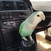 طوطی برزیلی (توضیحات آگهی)