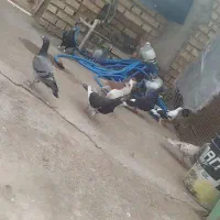 دزفول|پرنده|گتوند, |دیوار