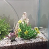 اکواریوم نو|ماهی|ملایر, |دیوار