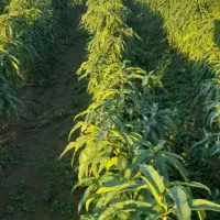 فروش نهال شلیل وبادام درختی وزرد آلو|خدمات باغبانی و درختکاری|پارسآباد, |دیوار