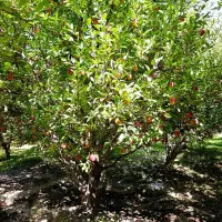 باغ گلبهار آبقد تهاترومعاوضه