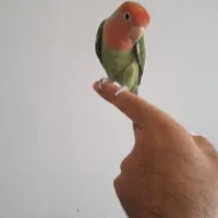 طوطی برزیلی صورت هلویی با قفس نو|پرنده|بومهن, |دیوار