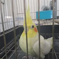 عروس هلندی نر اماده|پرنده|تهران, مشیریه|دیوار