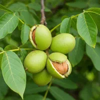 نهال گردو مقاوم به سرما ویژه باغداران|حراج|قروه, |دیوار